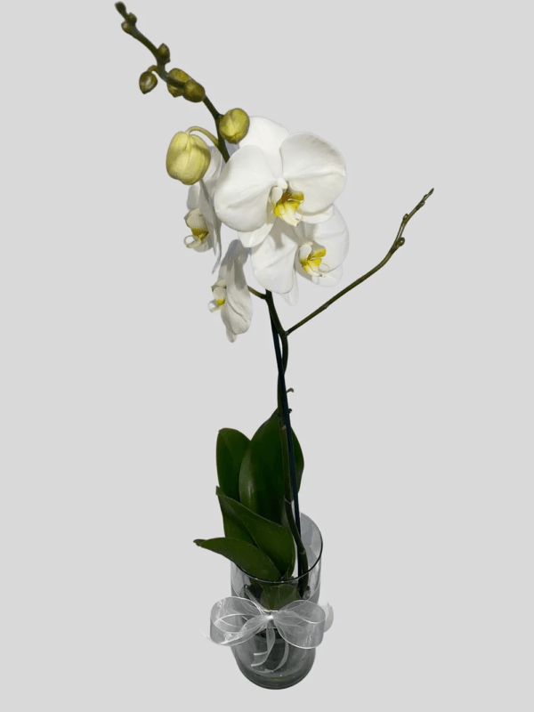 Diseños florales Frescos - Orquídea Phalaenopsis - Blanca