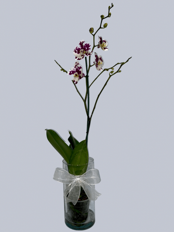 Diseños florales Frescos - Orquídea Phalaenopsis - Morada
