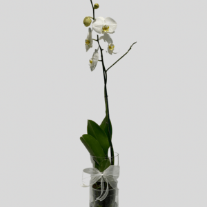 Diseños florales Frescos - Orquídea Phalaenopsis - Blanca