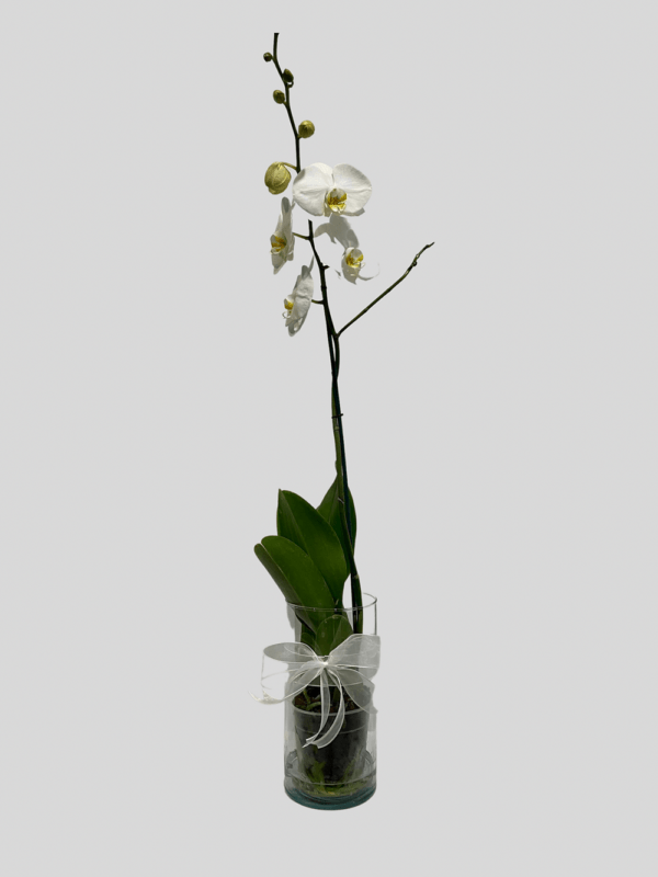 Hermosas Orquídeas Orquídea Phalaenopsis - Blanca