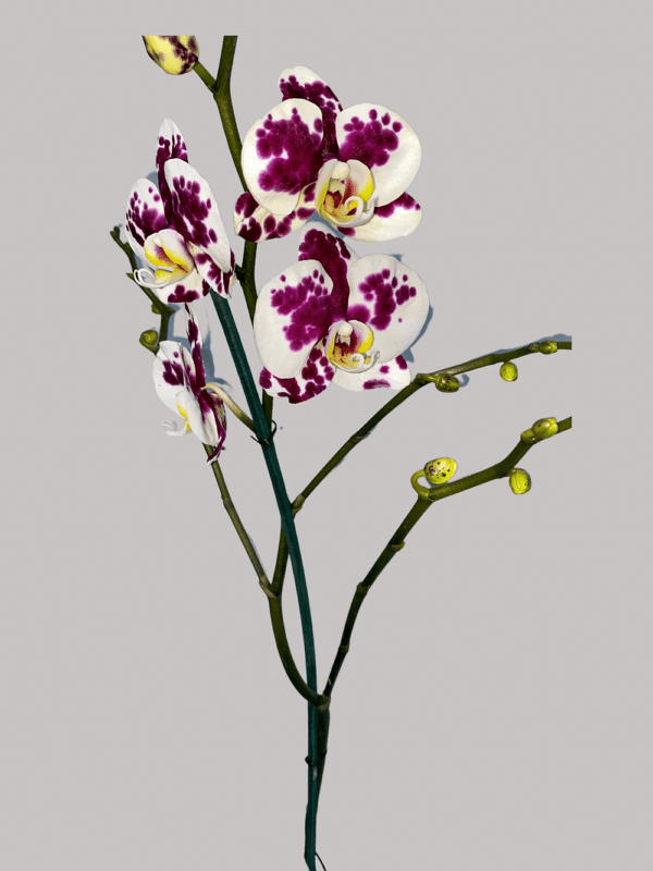 Hermosas Orquídeas Phalaenopsis - Morada