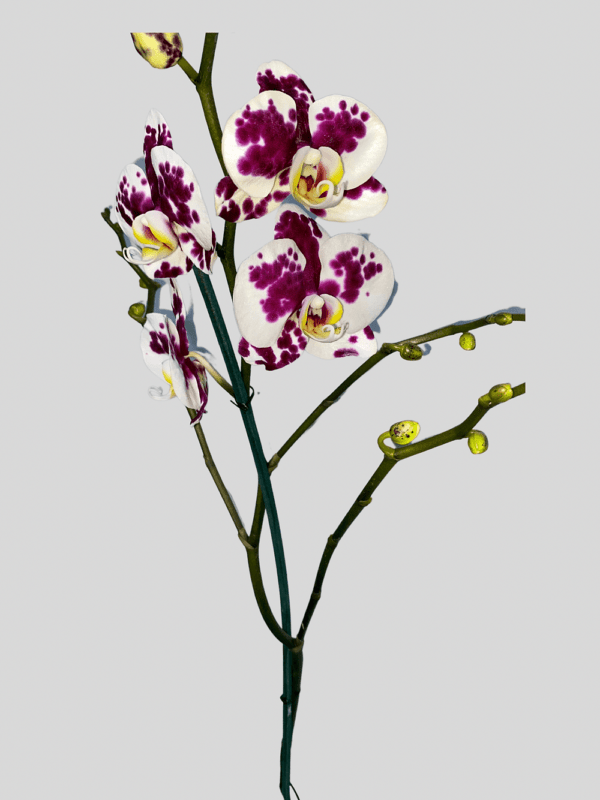 Hermosas Orquídeas Phalaenopsis - Morada detalle