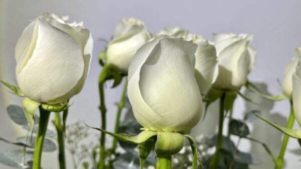 Arreglos Florales Fúnebres - Torre Rosas Blancas