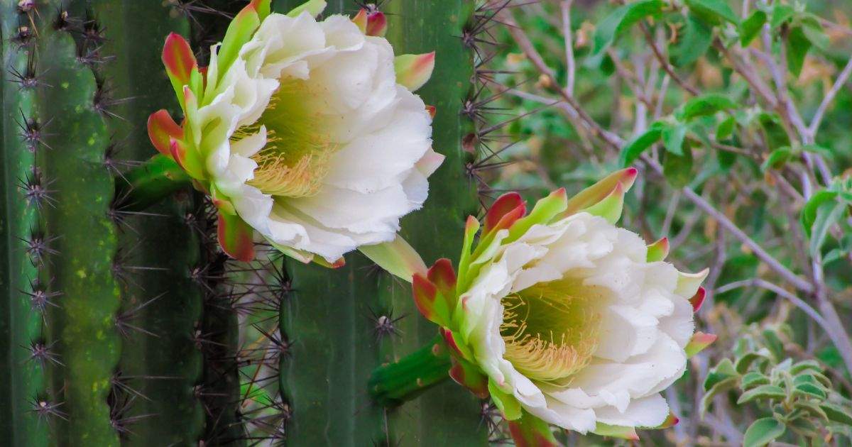 Flor del cactus: Descubre su fascinante historia