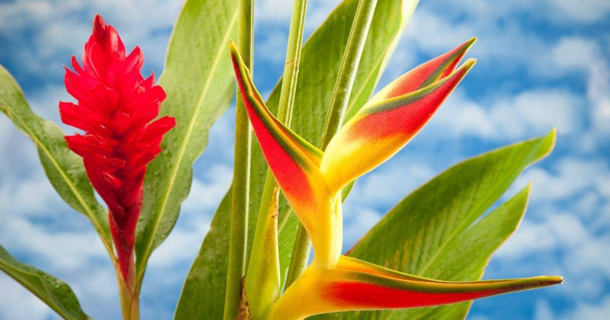 Flores tropicales más impresionantes y sus significados