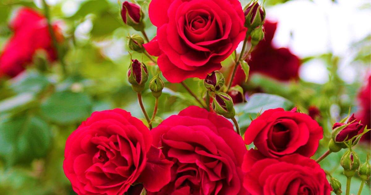 Las rosas rojas Descubre todo lo que no sabías sobre ellas